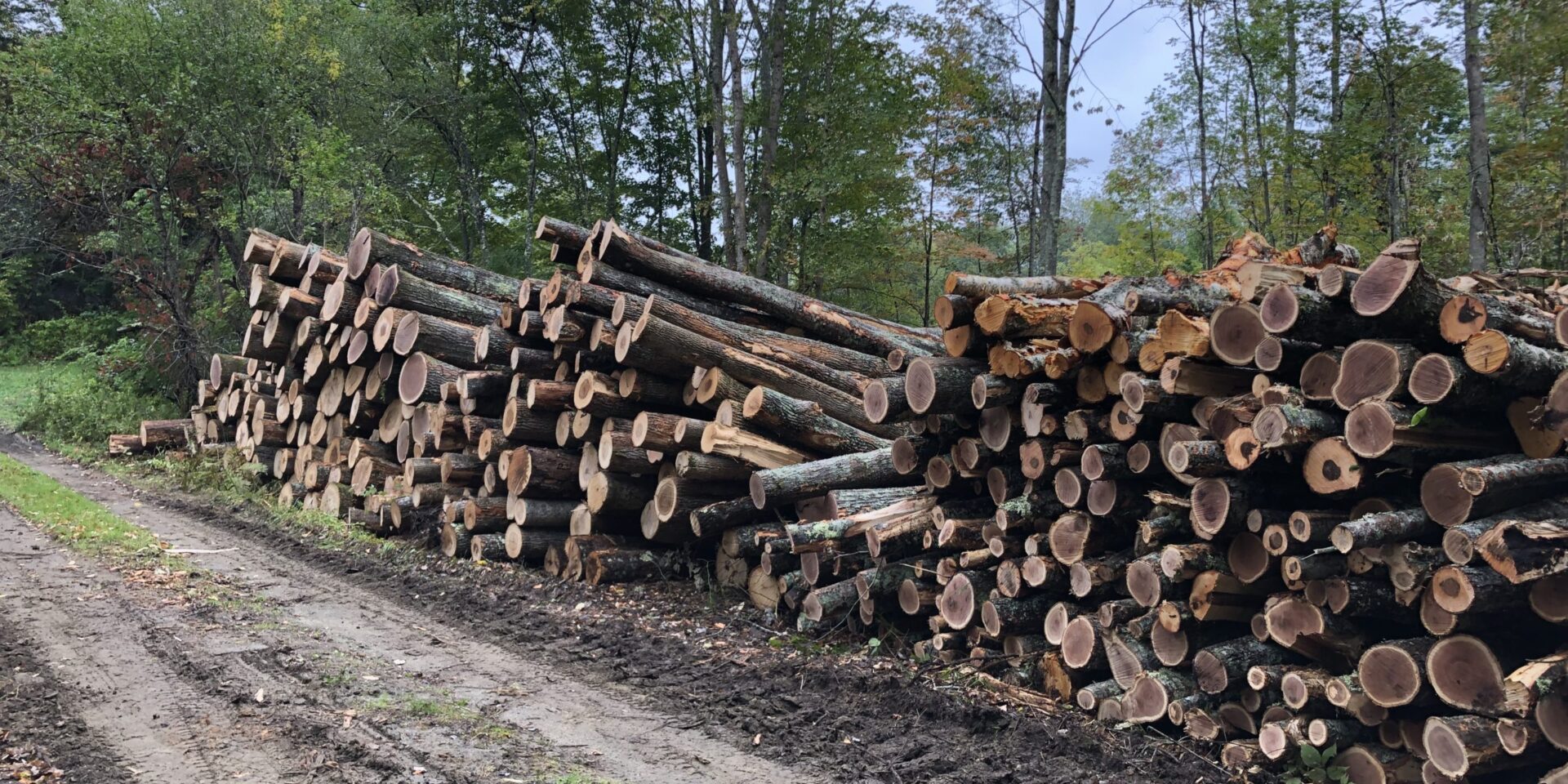 Logs at woodlot