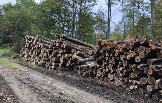 Logs at woodlot