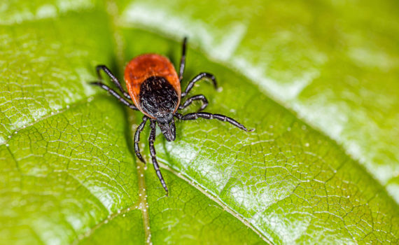 A deer tick, waiting on a green leaf