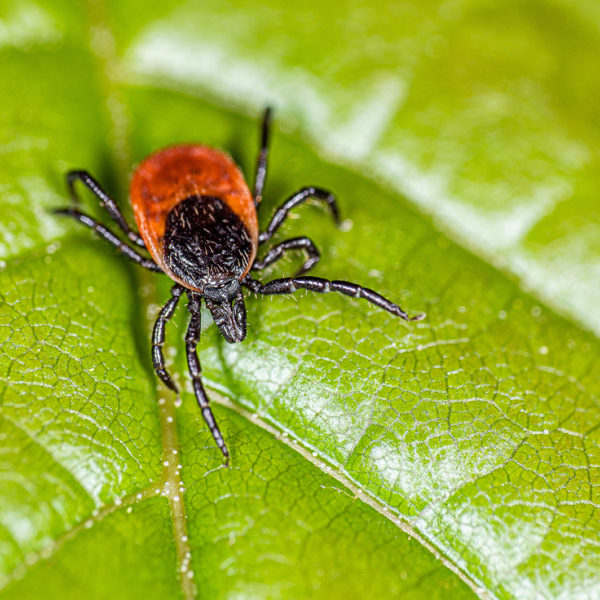 A deer tick, waiting on a green leaf