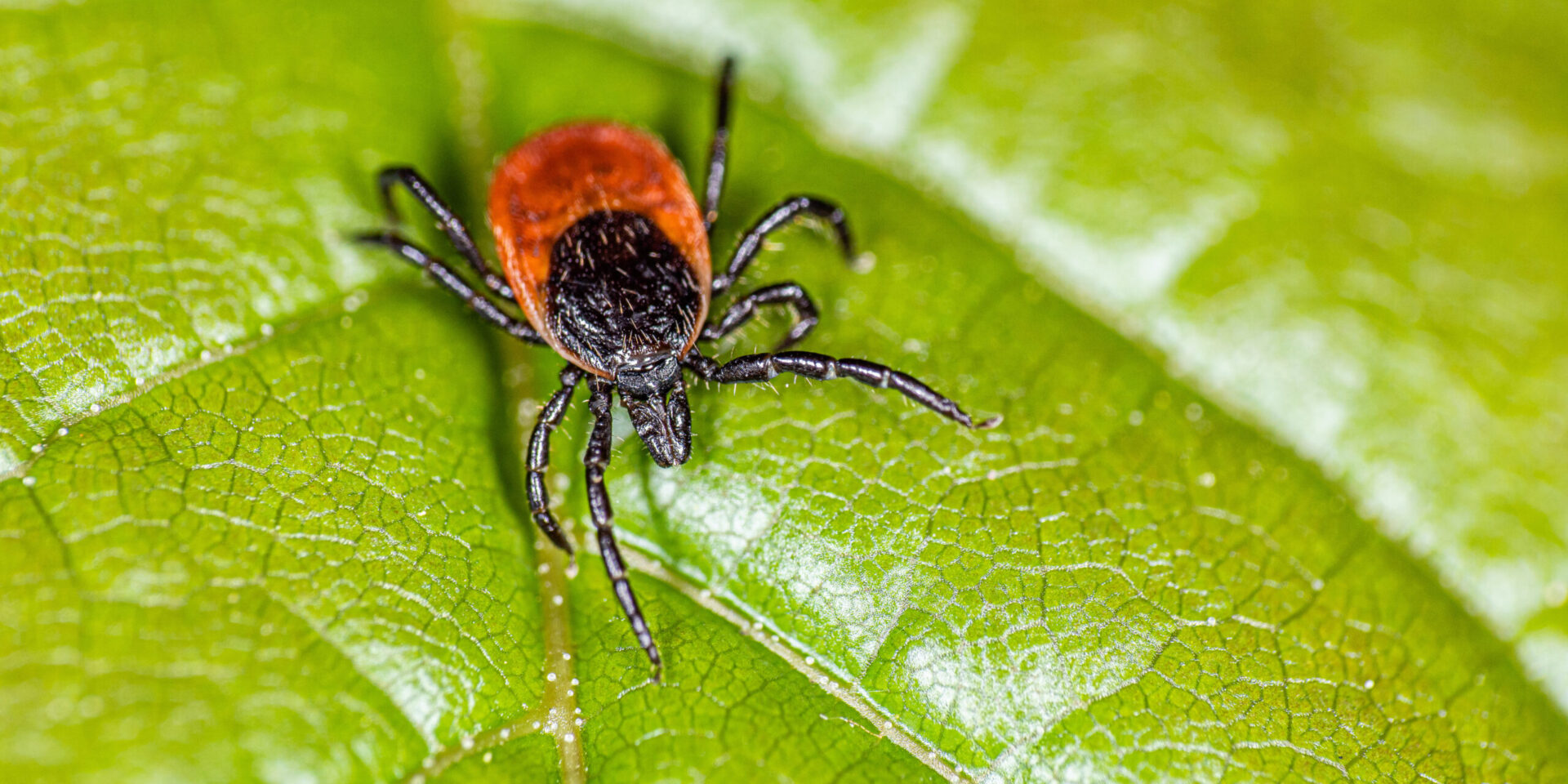 tick on green leaf