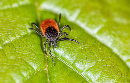tick on green leaf