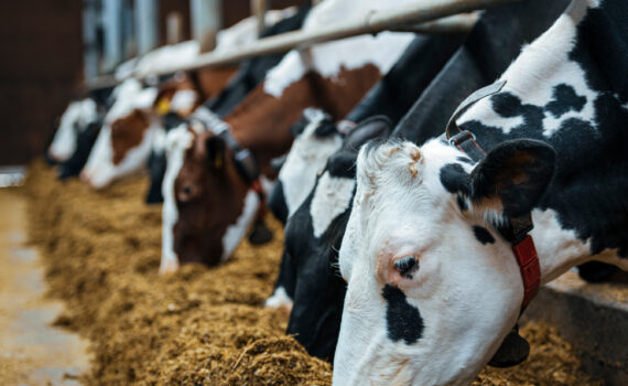 herd of cattle eating