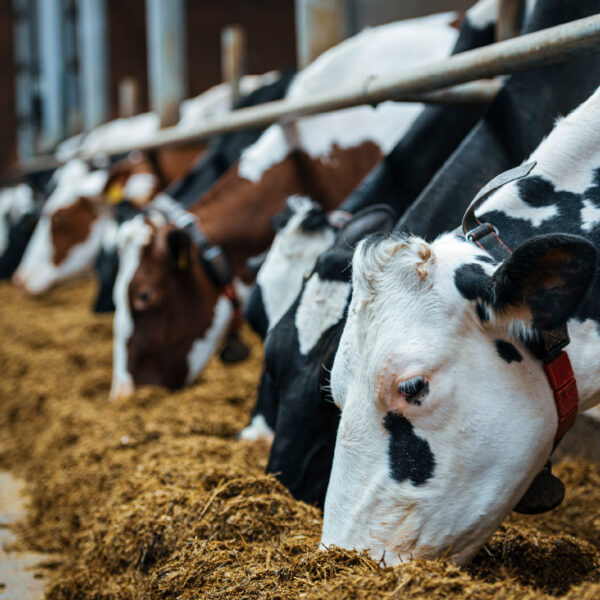 herd of cattle eating
